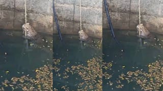 पारध शेतशिवारातील विहिरीत बिबट्या पडला, अशी केली सुटका