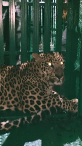 पारनेरमधील बिबट्या वन विभागाच्या पिंजरात जेरबंद.