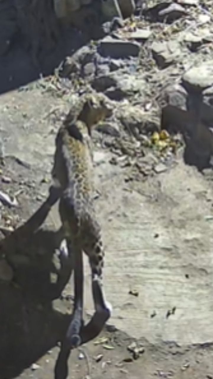 ठाण्याच्या वारली पाड्यात बिबट्याची दहशत