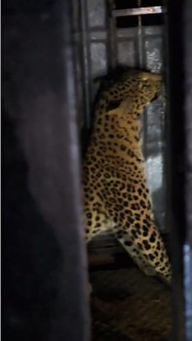 बाथरूममध्ये बिबट्या आढळला... परिसरात दहशतीचं वातावरण.