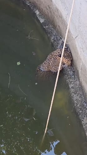 भक्षाच्या शोधात बिबट्या विहिरीत... मानवी वस्तीत बिबट्यांचा संचार...