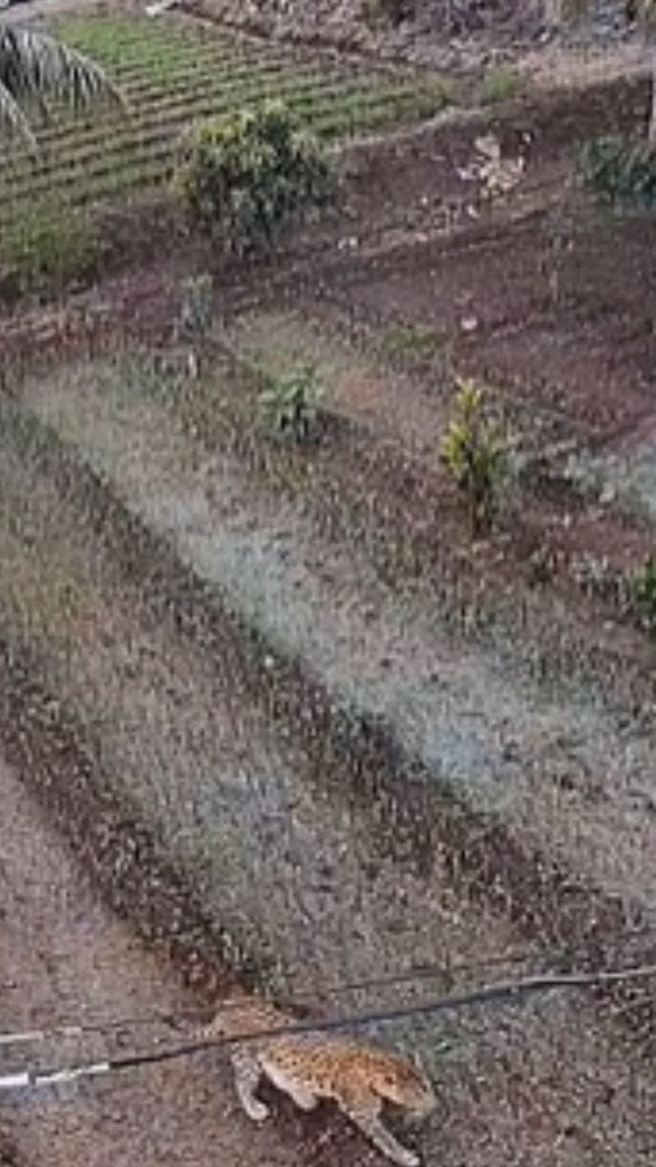 आंबेगावात आता दिवसाही बिबट्याची दहशत