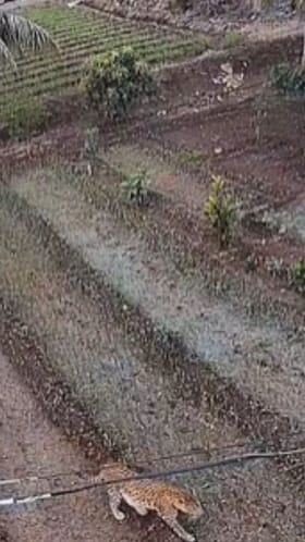 आंबेगावात आता दिवसाही बिबट्याची दहशत.