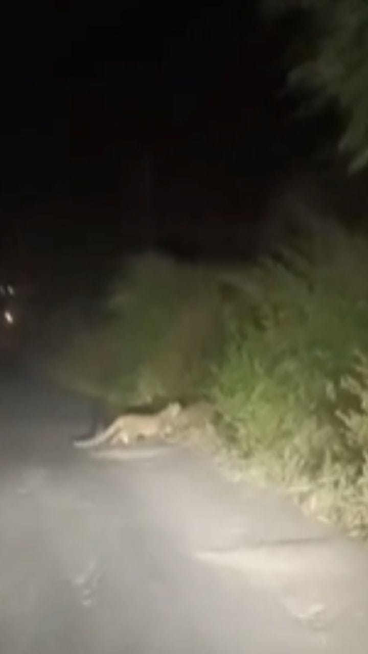 आष्टी तालुक्यातील किन्ही बावी परिसरात बिबट्याचा मुक्तसंचार