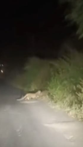 आष्टी तालुक्यातील किन्ही बावी परिसरात बिबट्याचा मुक्तसंचार.