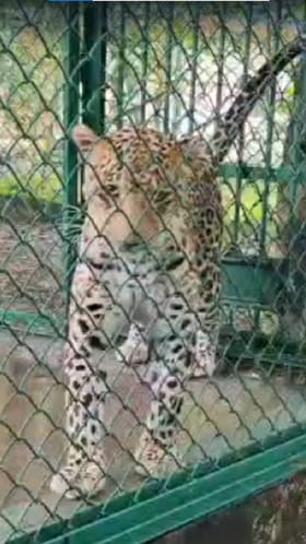 माणिकडोह बिबट निवारा केंद्रात तब्बल 125 बिबटे.