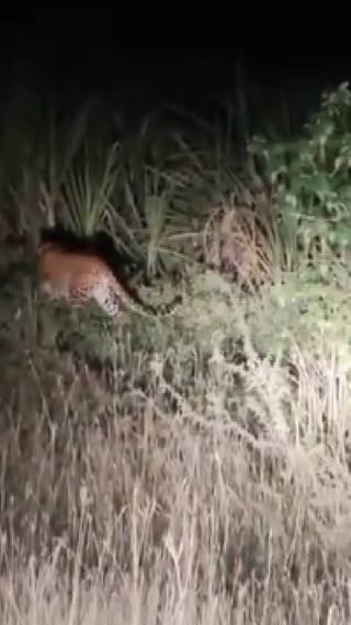 तीन बिबटे भक्षाचा शोध घेताना दिसले