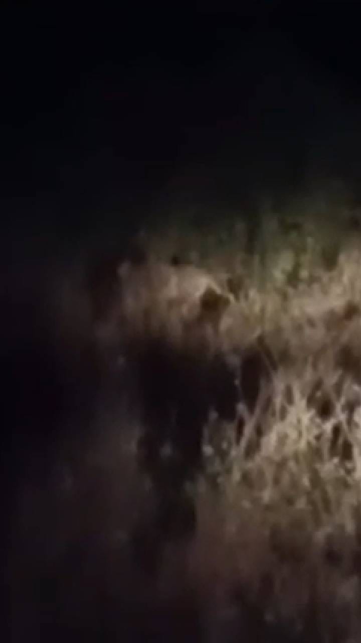 अंबरनाथमध्ये पुन्हा एकदा बिबट्याचा धुमाकूळ