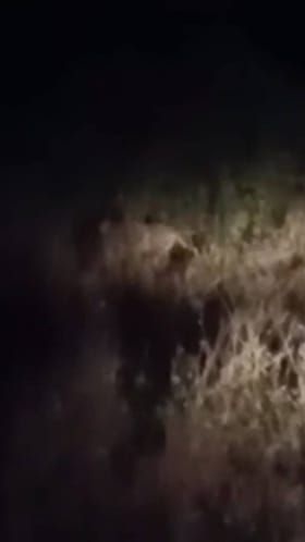 अंबरनाथमध्ये पुन्हा एकदा बिबट्याचा धुमाकूळ