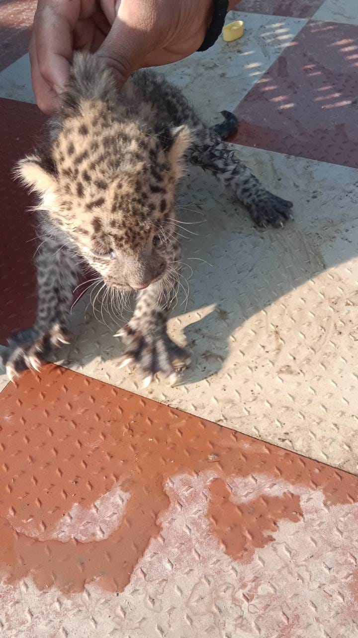 शेतीचे कामं चालू असताना दिसलं बिबट्याचं पिल्लू