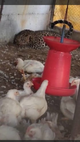 आधी कोंबड्यांची केली शिकार, मग तिथेच निवांत झोपला.. पोल्ट्री शेडमध्येच बिबट्या शिरला.