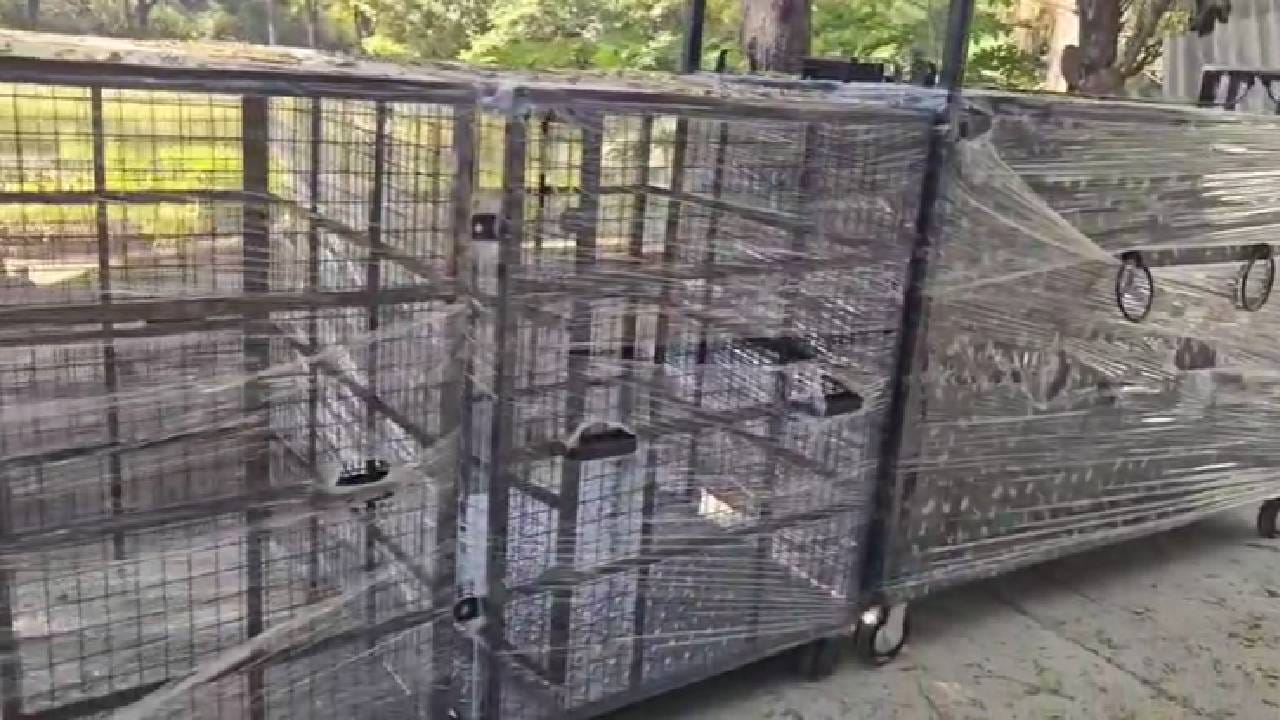 बिबटे पकडण्यासाठी 200 पिंजरे दाखल; खरंच फायदा होणार?