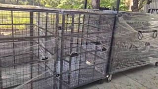 बिबटे पकडण्यासाठी 200 पिंजरे दाखल; खरंच फायदा होणार?