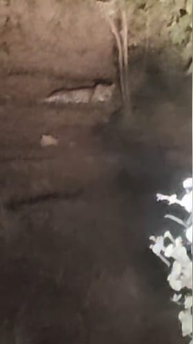 पारगाव खंडाळा भोर मार्गावर बिबट्याचं दर्शन, घटना कॅमेऱ्यात कैद