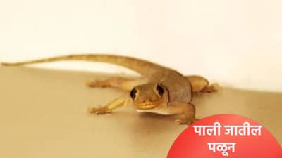 घराच्या कोपऱ्यात पाल जाऊन बसलीये? बाहेर काढण्यासाठी घरात लावा ही 5 रोपं