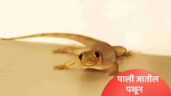 घराच्या कोपऱ्यात पाल जाऊन बसलीये? बाहेर काढण्यासाठी घरात लावा ही 5 रोपं
