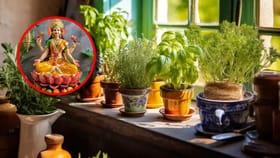 नवीन वर्षात हे 4 रोपं बदलतील तुमचं नशीब, या दिशेने लावल्याने येईल समृद.