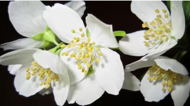 पारिजात या फुलाचा सुगंध मनाला भावनारा असतो. विशेष म्हणजे पारिजाताचे फुल हे रात्रीच फुलते. त्यामुळेही त्याबद्दल एक विशेष आकर्षण असते. ज्या ठिकाणी पारिजात फुलाचे झाड असते, तो परिसर अगदी सुगंधाने भरून जातो. सकाळ होताच पारिजातकाचे फुल झाडावरून गळून पडते.