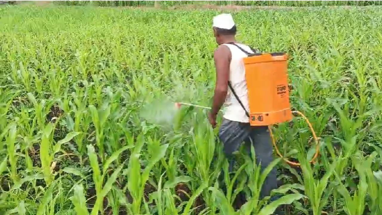 कडाक्याची थंडी आणि दाट धुक्याचा फटका, कांदा,गहू,हरभरा पिकांवर संकट