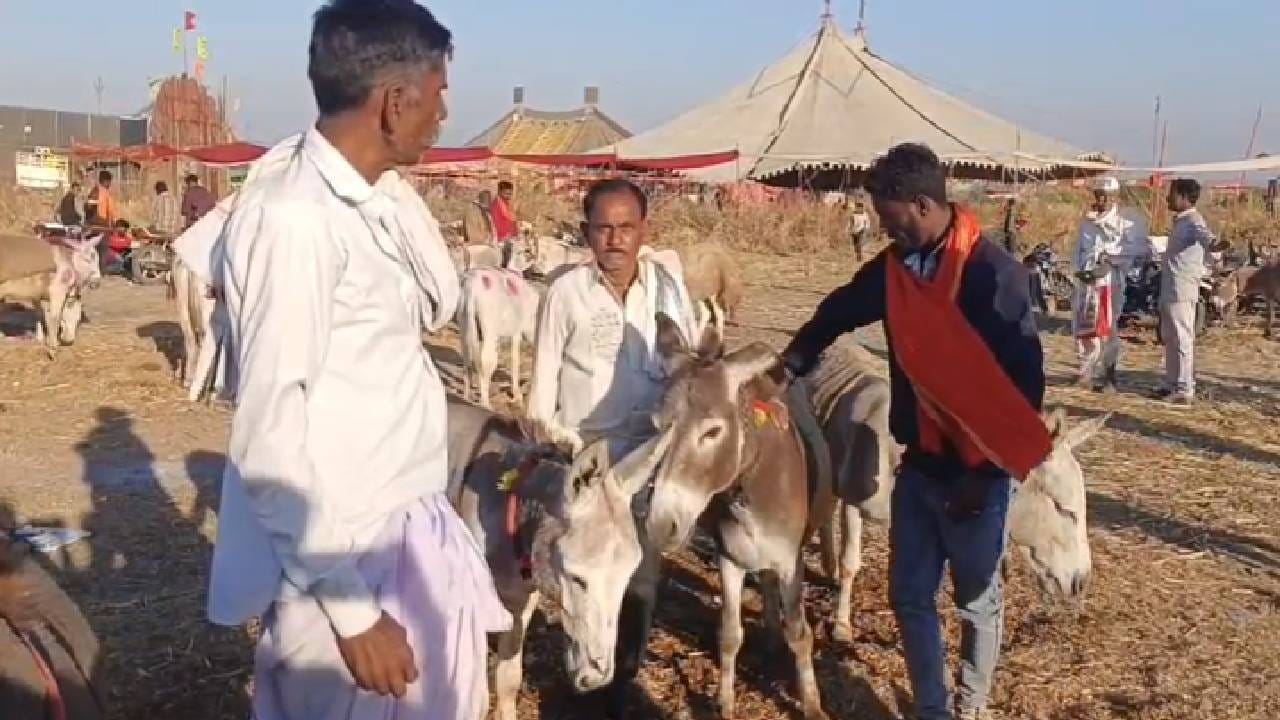 गाढवांनी खाल्ला भाव,जोडीची किंमत 20 हजारापासून ते 70 हजार पर्यंत