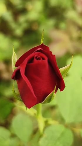 गुलाब शेतीला इंडिगोचा फटका, देशातील शेतकऱ्यांचे 10 कोटींचे नुकसान.