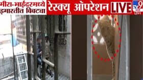मीराभाईंदरमधील इमारतीत शिरलेल्या बिबट्याला पकडण्यासाठी शर्थीचे प्रयत्न.