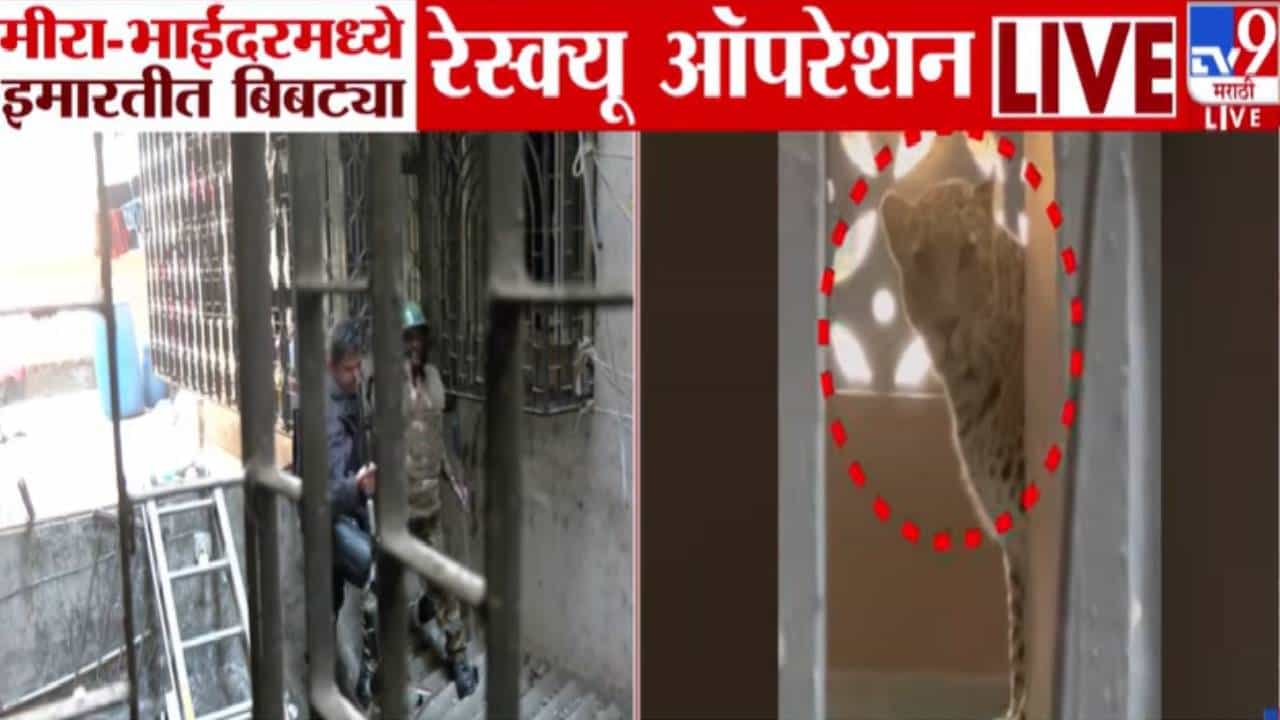 Mira Bhayandar Leopard : मीरा-भाईंदर हादरलं, इमारतीत शिरलेल्या बिबट्याला जेरबंद करण्यासाठी शर्थीचे प्रयत्न, बघा VIDEO