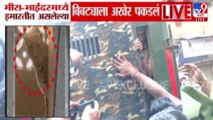 Mira Bhayandar Leopard : मीरा भाईंदरमध्ये 6 तासांचा थरार, लोकवस्तीत शिरलेला धिप्पाड बिबट्या अखेर जेरबंद, 7 जणांवर हल्ला अन्..