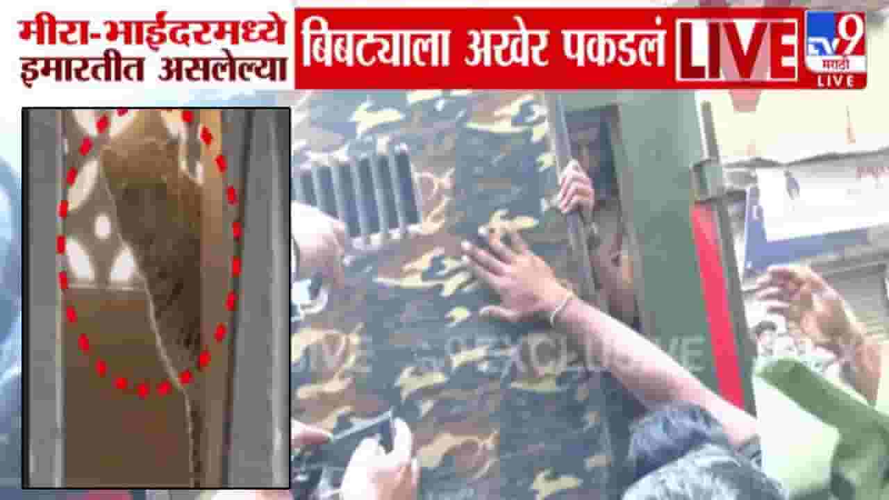 Mira Bhayandar Leopard : मीरा भाईंदरमध्ये 6 तासांचा थरार, लोकवस्तीत शिरलेला धिप्पाड बिबट्या अखेर जेरबंद, 7 जणांवर हल्ला अन्..