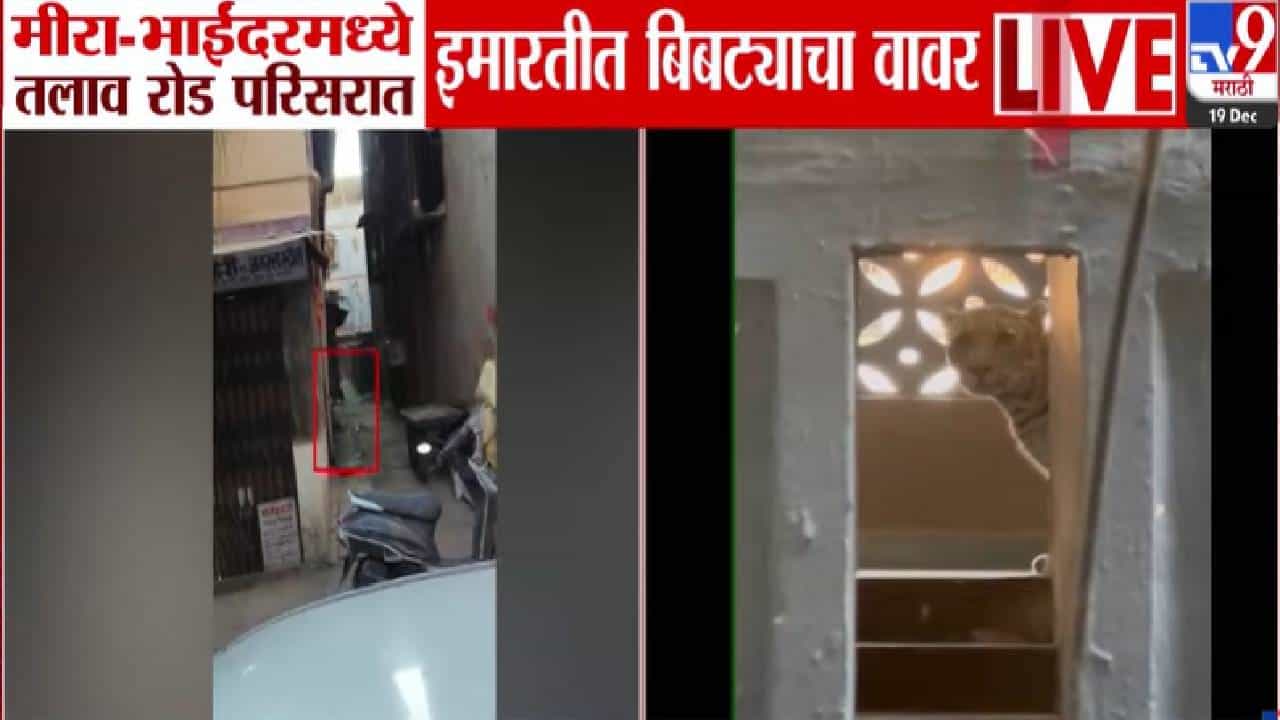 Mira Bhayandar Leopard : मीरा भाईंदरमध्ये बिबट्याच्या हल्ल्यानं धडकी, पारिजात इमारतीत एन्ट्री अन्... थरारक दृश्य कॅमेऱ्यात कैद Mira Bhayandar Leopard : मीरा भाईंदरमध्ये बिबट्याच्या हल्ल्यानं धडकी, पारिजात इमारतीत एन्ट्री अन्... थरारक दृश्य कॅमेऱ्यात कैद