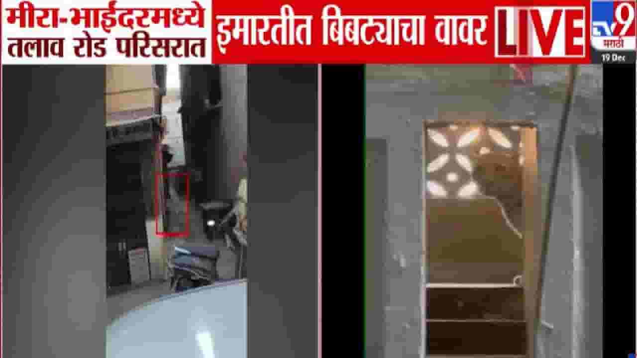 Mira Bhayandar Leopard : मीरा भाईंदरमध्ये बिबट्याच्या हल्ल्यानं धडकी, पारिजात इमारतीत एन्ट्री अन्... थरारक दृश्य कॅमेऱ्यात कैद