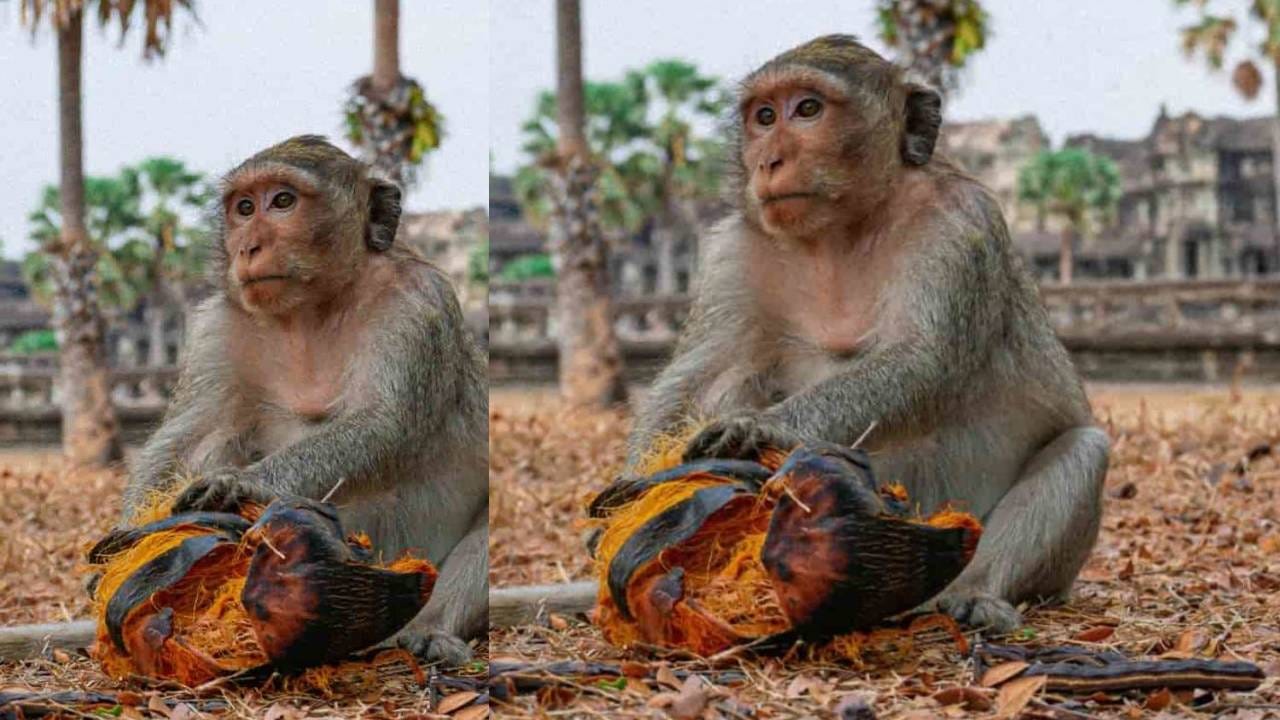 माकडांना कशाची भीती वाटते? कोणता वास येत नाही, जाणून घ्या