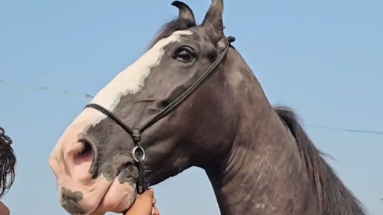 देशातील अनेक कानाकोपऱ्यातील अश्वप्रेमींनी मोरणीला खरेदी करण्यासाठी लाखो रुपये मोजण्याची तयारी दर्शवली आहे, मात्र शुभ लक्षण असल्यामुळे आम्ही ही घोडी विकलेली नाही अशी प्रतिक्रिया मोरणीचे मालक नाझीम भाई यांनी दिली आहे.