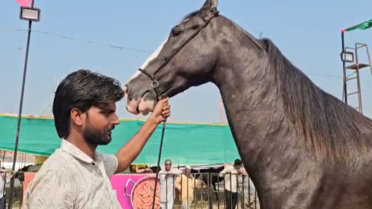 रायबरेलीच्या RA स्टडफॉर्मची मोरणी ही मारवाड जातीची असून, ती अतिशय रुबाबदार, पूर्ण काळ्या रंगाची आणि डोक्यावर पांढऱ्या रंगांचे तरंग आणि तिचे चारी पाय पांढरे आहेत. त्यामुळे ती खूप सुंदर दिसते.