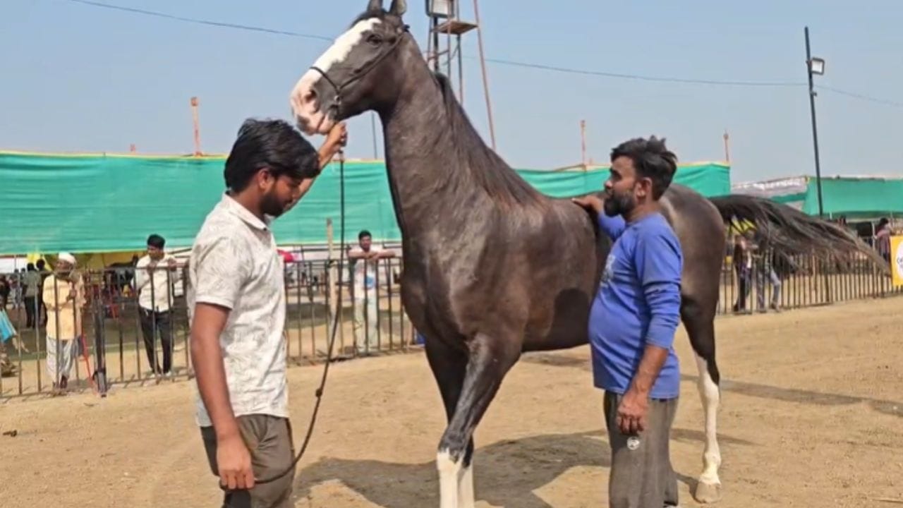 मोरणीने सर्वांचे लक्ष वेधून घेतले आहे. एखादी हीरोइन ज्या पद्धतीने स्वतःची काळजी घेते, त्याच पद्धतीने मोरणीची काळजी घेतली जाते. काळजी घेण्यासाठी नेहमी चार माणसं तिच्या सोबत असतात.