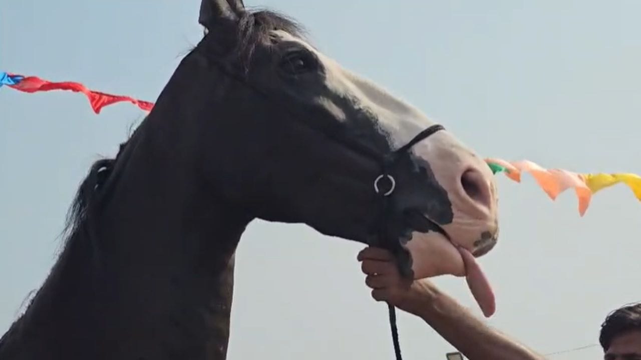 उत्तर प्रदेशच्या रायबरेलीच्या आर.ए स्टार्ट फॉर्मची मोरणी सारंगखेड्याच्या अश्व बाजारात दाखल झाली आहे. अवघ्या चार वर्षात 69 इंच आणि पूर्ण काळ्या रंगाची डोक्यावर पांढरे शुभ्र तरंग असल्याने मोरणी सर्वांचे लक्ष वेधून घेत आहे.