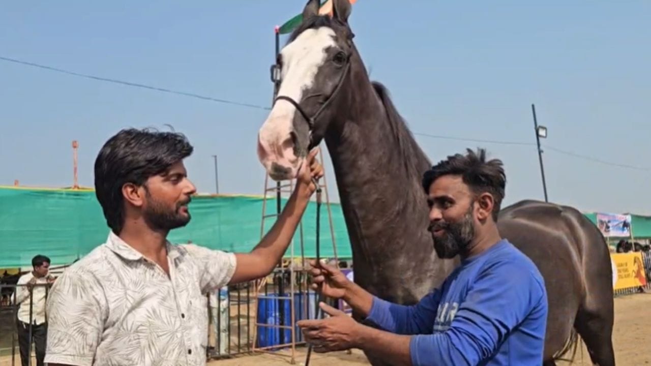 सारंखेडाच्या चेतक फेस्टिवल हा घोड्यांच्या सर्वात मोठा फेस्टिवल म्हणून ओळखला जात आहे. या फेस्टिवलमध्ये अशी एक मोरणी आली आहे. जिची उंची सर्वांना लाजवेल अशी आहे.
