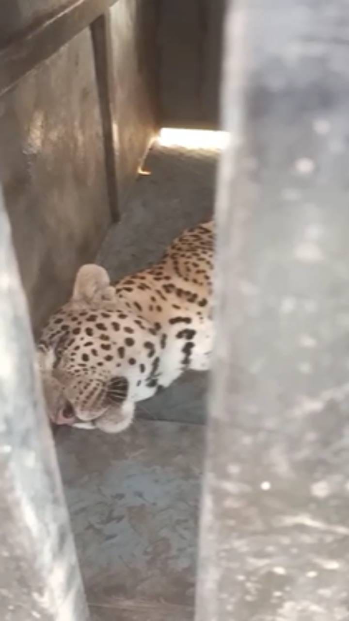 निफाडमध्ये महिन्याभरात तिसरा बिबट्या जेरबंद….