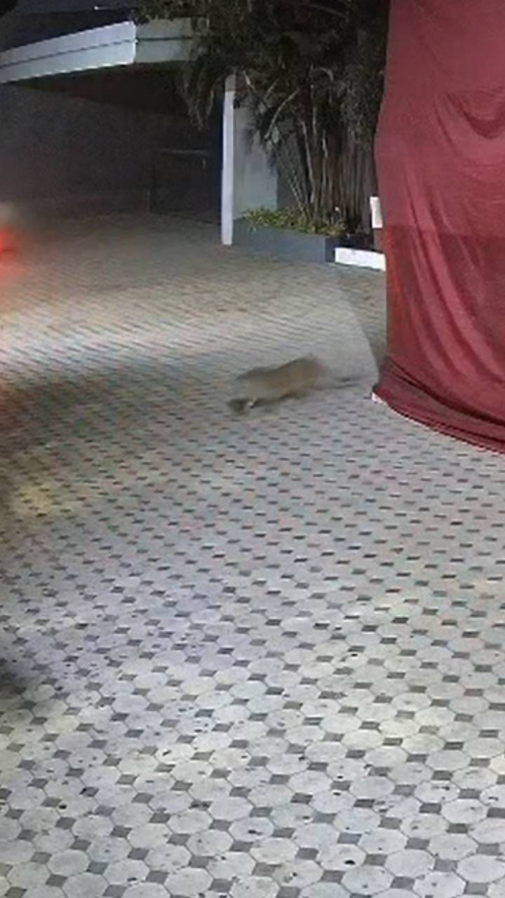 नाशिकच्या जेजुरकर मळ्यात बिबट्याचा वावर