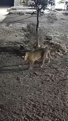 Video : अहिल्यानगरमधील निंबळक परिसरात पुन्हा बिबट्याचे दर्शन