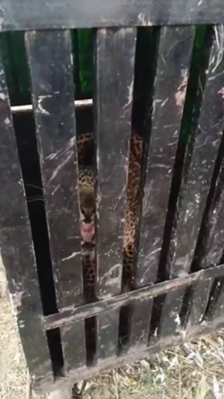 पारनेर तालुक्यात आठवड्यात चौथा बिबट्या जेरबंद