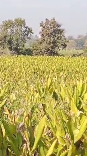 हळद पिकावर बुरशी व करप्या रोगाचा प्रादुर्भाव; शेतकरी चिंतेत