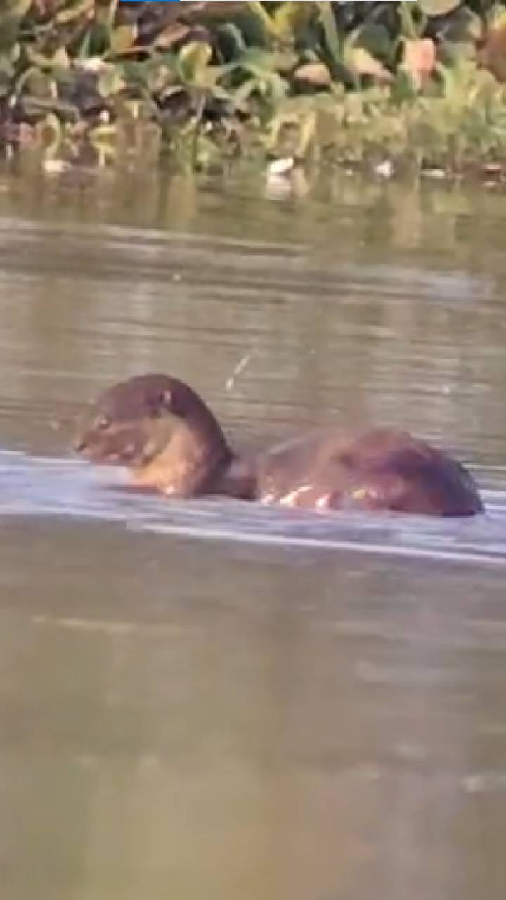 नांदूर मधमेश्वर पक्षी अभयारण्यात दुर्मिळ पान मांजरीचे दर्शन