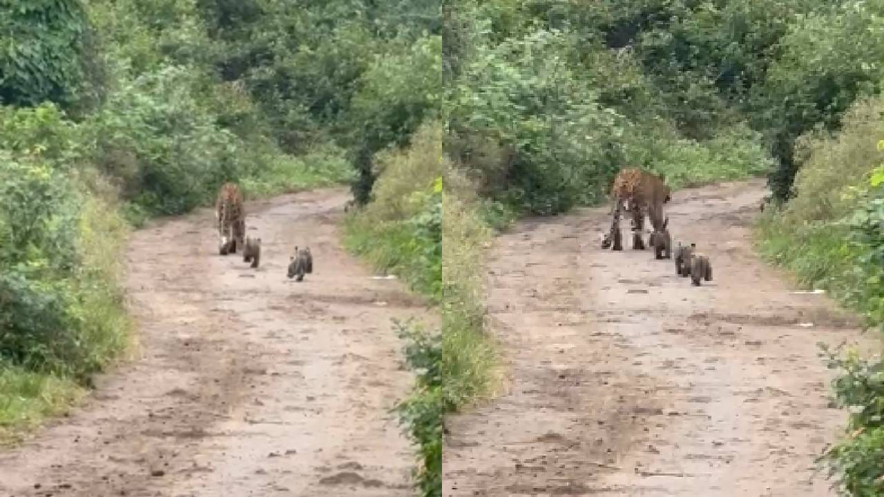 कासारखेडे येथे बिबट्या मादीसह तीन बछड्यांचा मुक्त संचार