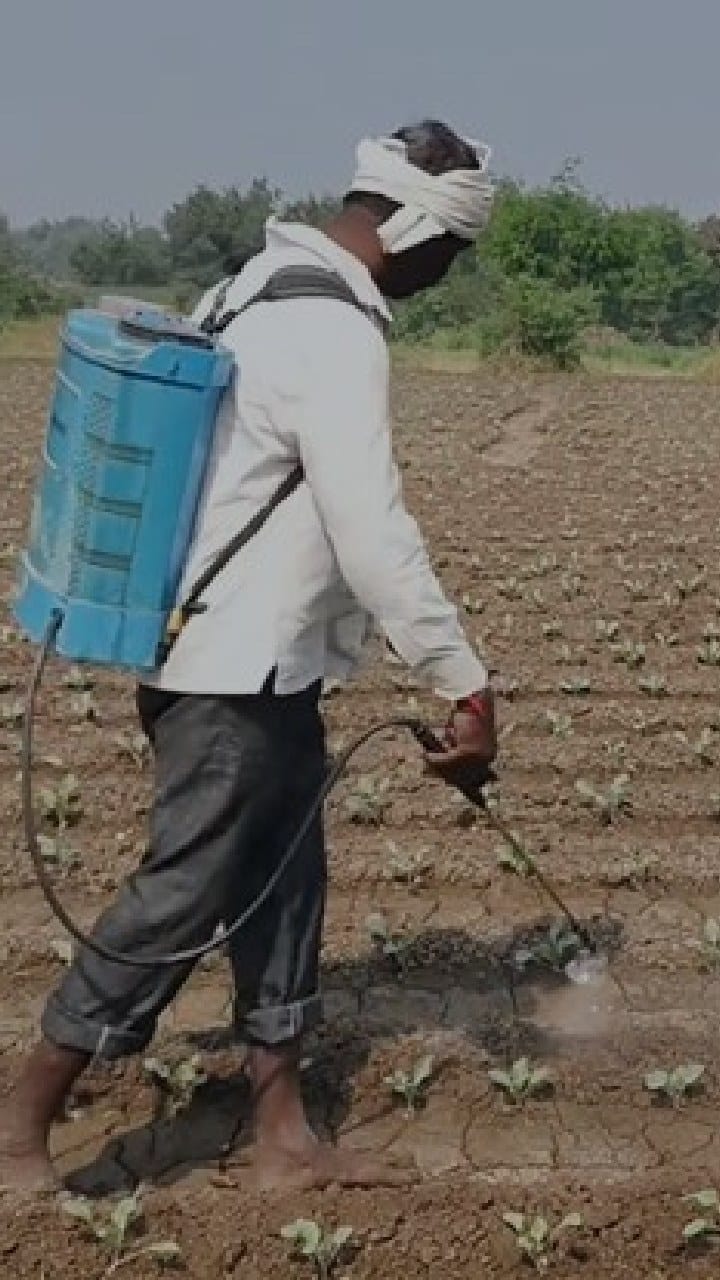 धुळे : वाढलेली थंडी आणि वातावरणातील बदलामुळे कोबी पिकांवर रोग, शेतकऱ्याकडून फवारणी...