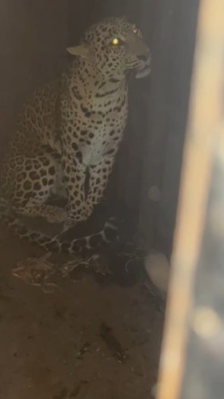 शिरूर तालुक्यातील पिंपरखेड परिसरात 25 वा बिबट्या जेरबंद