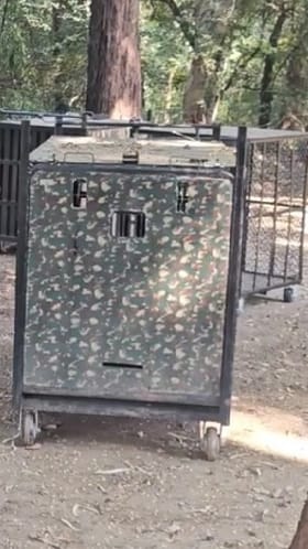 अहिल्यानगर जिल्ह्यात बिबट्यांना पकडण्यासाठी तब्बल दोनशे पिंजरे दाखल.