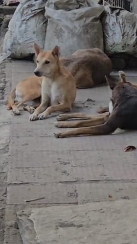 अंबरनाथमध्ये एका दिवसात भटक्या कूत्र्यांनी घेतला आठ नागरिकांचा चावा.