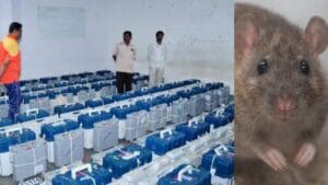 कमालच झाली, मतपेट्या ठेवलेल्या स्ट्राँग रुमचा दरवाजा उंदराने उघडल्याने गोंधळ !