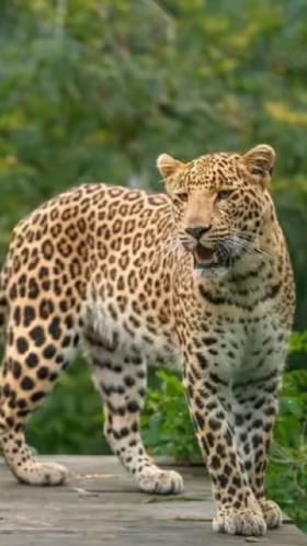 परभणीच्या सेलू तालुक्यात कसूरा नदीकाठावर बिबट्याच्या दर्शनाने खळबळ